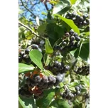 Temnoplodec černoplodý - arónie, jeř. černoplodý 40-60 cm, QP60