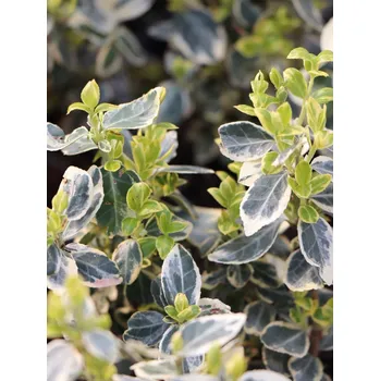 Brslen fortuneův 'Silver Queen 10-20 cm, H9