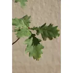 Dub letní - vzrostlý 80-120 cm, BM