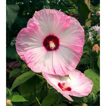 Ibišek bahenní-Hibiscus x moscheutos - ‘Luna Pink Swirl’ - 1041B