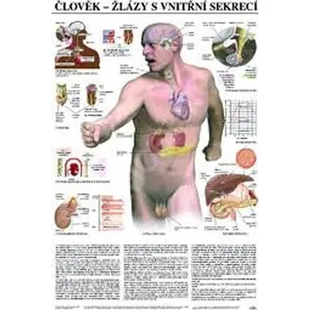 Plakát Plakát - Člověk - žlázy s vnitřní sekrecí