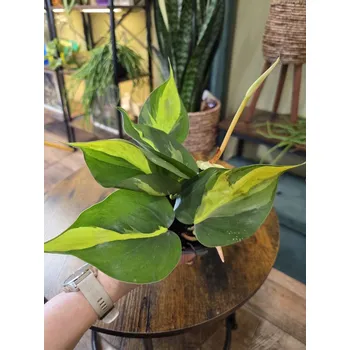 Philodendron Scandens Brasil