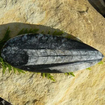 Orthoceras zkamenělina IIV