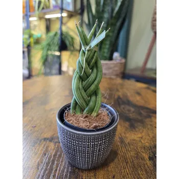 Sansevieria Cylindrica cop mini