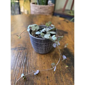 Ceropegia woodii mini zelená