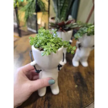 Keramický panáček - Peperomia Obtusifolia mini