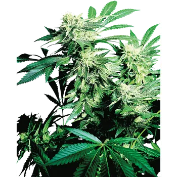 Semeno Sensi Seeds Skunk Kush Balení: 3+1ks