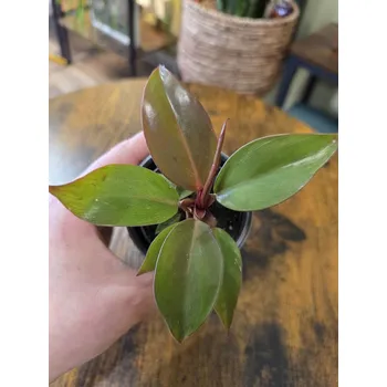 Philodendron Cherry Red mini (filodendron)