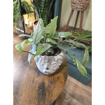 Epipremnum Cebu Blue