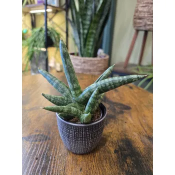 Sansevieria Cylindrica Boncellensis