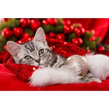 Diamantové malování Diamantový obrázek Kočka v Santově čepici 30x40cm