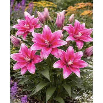 Semeno Lilie 'Roselily Anita' 1 ks