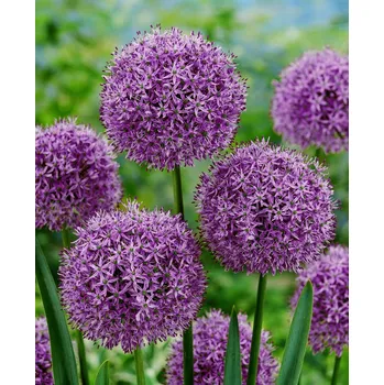 Semeno Okrasný česnek 'Gladiator' 1 ks Velikost cibule: 18/20