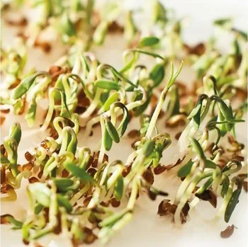 Semeno Gusta Garden Microgreens Cress (Řeřicha) 4ks
