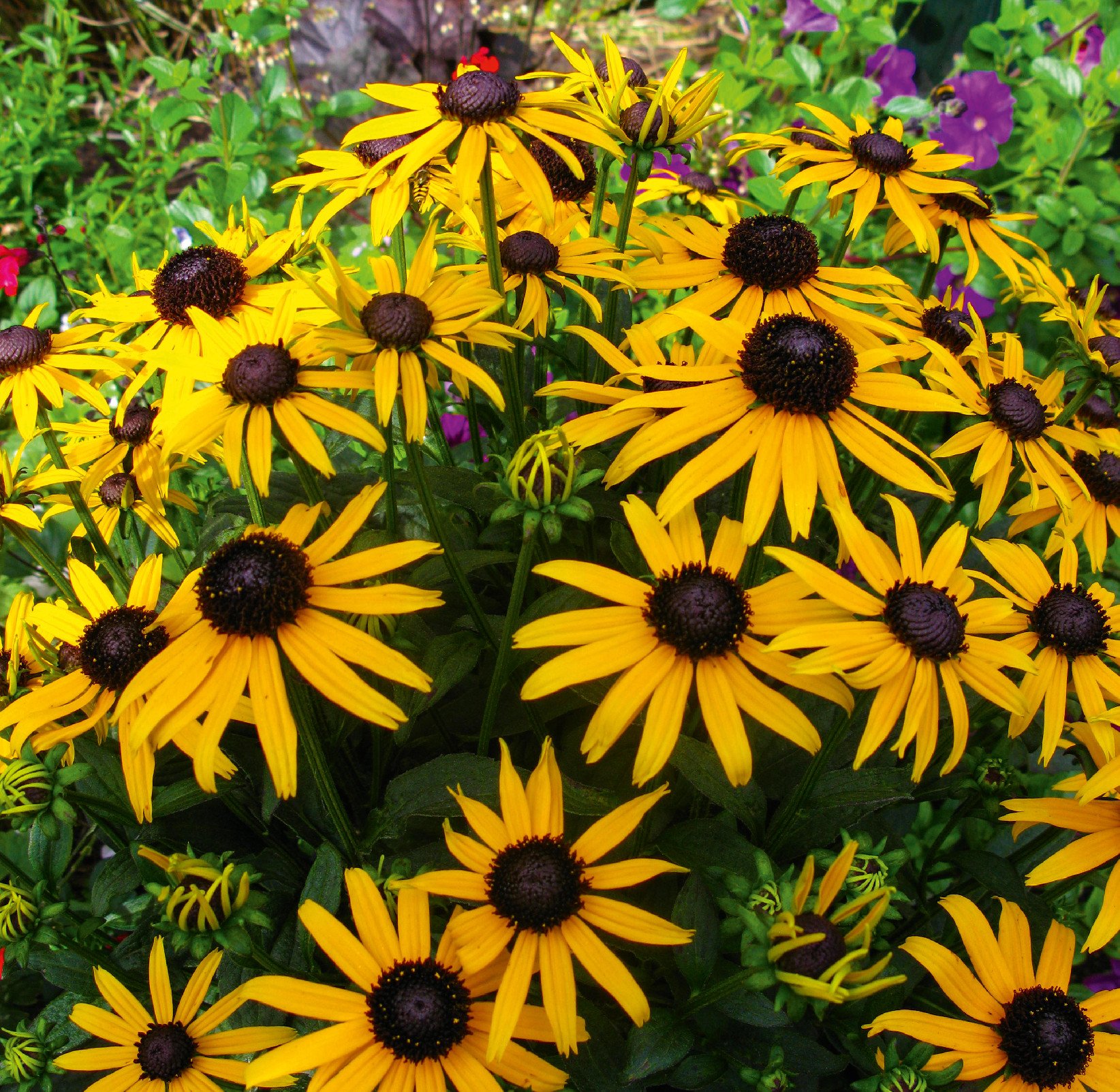 GREENBOSS FLOWER Třapatka zakrslá 'Little Goldstar' Průměr květináče: 9 až 12 cm Rudbeckia fulgida var. deamii 'Little Goldstar'