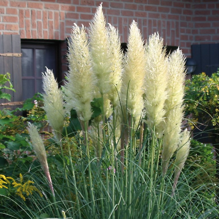 GREENBOSS FLOWER Pampová tráva bílá 'Cortaderia selloana Evita' Průměr květináče: 12 až 20 cm Cortaderia selloana Evita
