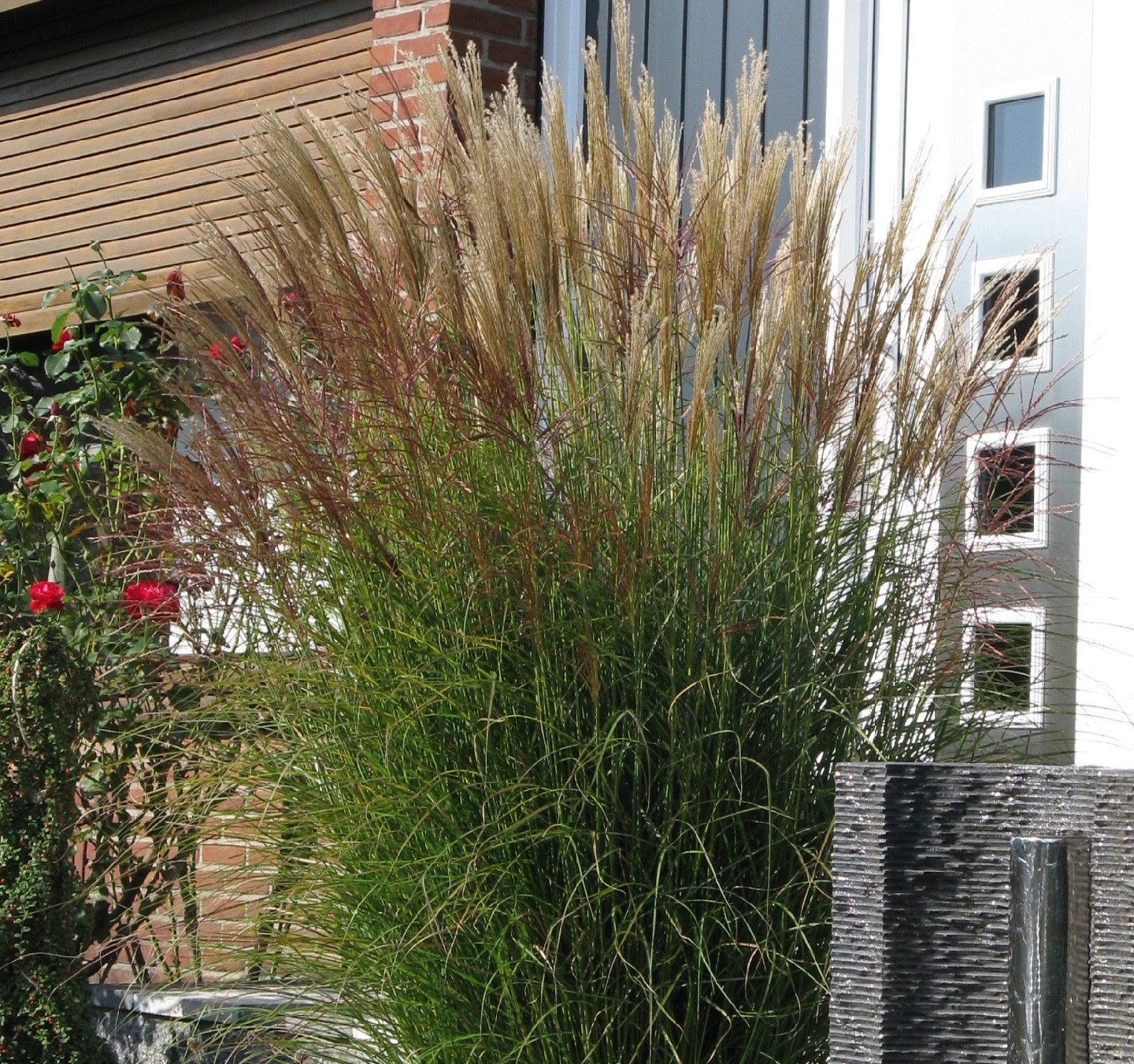 GREENBOSS FLOWER Ozdobnice 'Malepartus' Průměr květináče: 9 až 12 cm Miscanthus sinensis Malepartus