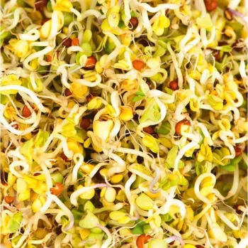 Semeno Gusta Garden Microgreens Broccoli (Brokolice) 4ks