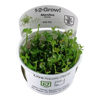 Dekorace do akvária Tropica Marsilea hirsuta invitro