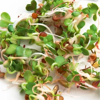 Semeno Gusta Garden Microgreens Ruca Rocket (Roketa setá) 1ks
