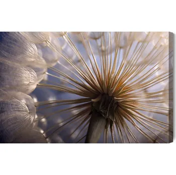 Obraz Obraz Na Plátně Pampeliška zblízka 30x20