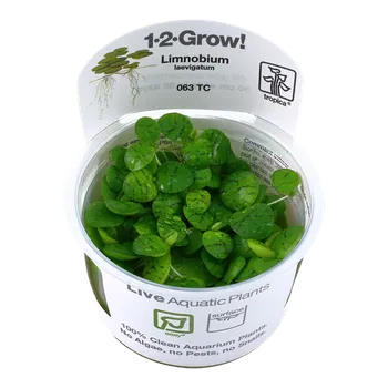 Dekorace do akvária Tropica Limnobium laevigatum invitro