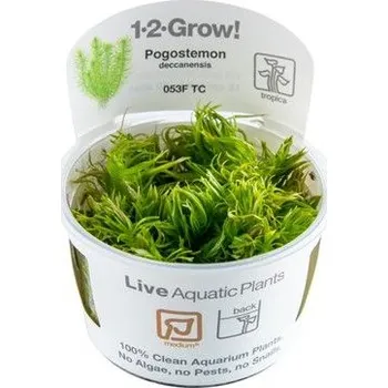 Dekorace do akvária Tropica pogostemon deccanensis invitro
