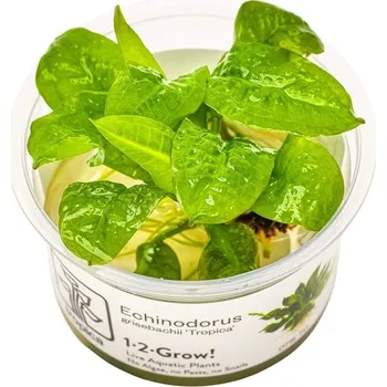 Dekorace do akvária Tropica Echinodorus grisebachii invitro