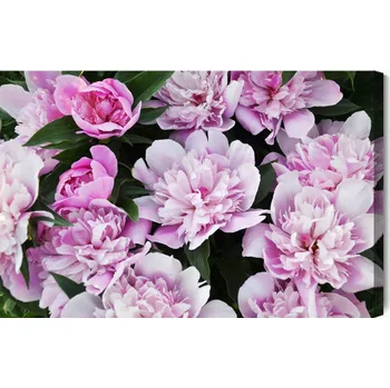 Obraz Obraz Na Plátně Pivoňky mezi zelení 30x20