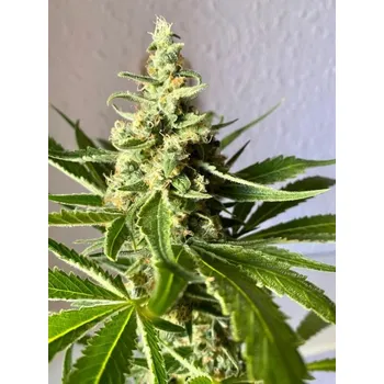 Semeno Semenakonopi.cz FAST Amnesia Lemon Počet ks Feminizované: 5+2