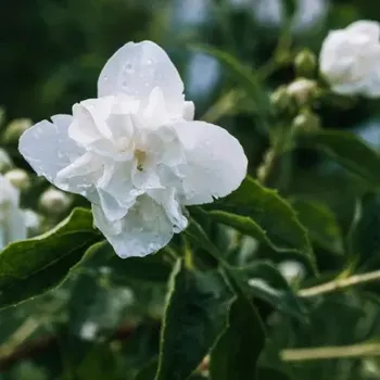 Mýdlo Jasmine - vůně na výrobu mýdla (Jasmín - vůně do mýdlového základu)
