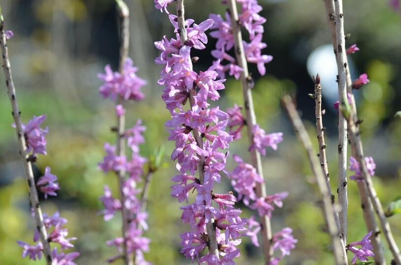 Lýkovec jedovatý 'Rubra' - Daphne mezereum 'Rubra' Květník o průměru 9 cm
