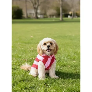 Sinsay - Valentýnský kostým pro mazlíčka s pruhy - vícebarevná - 655HK-MLC - 655HK-MLC-S