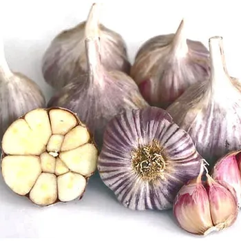 Semeno ČESNEK SADBOVÝ PALIČÁK - OTAKAR - česká certifikovaná sadba 600 g