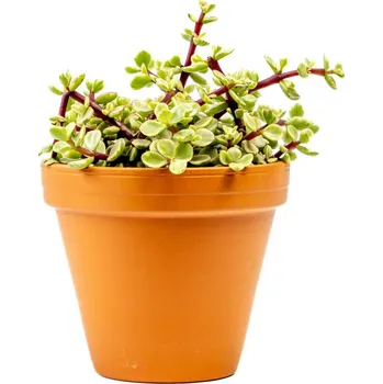 Gardners Portulacaria Afra variegata, průměr 12 cm Portulakárie