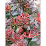 Dřišťál Thunbergův 'Bagatelle' 10-20 cm, Ko 2 l