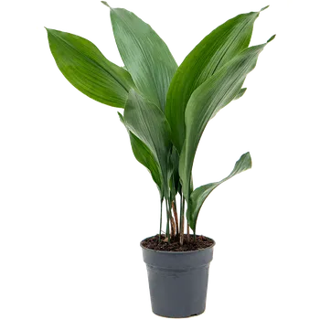 Gardners Aspidistra Elatior Kořenokvětka