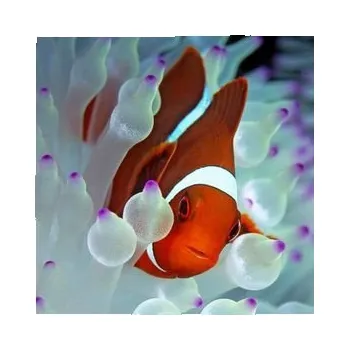 Dekorativní magnet Magnetický klaun