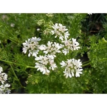 Koření Koriandr setý Balení: kontejner p14 Coriandrum sativum