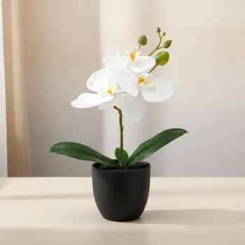 umělá květina Gasper Umělá orchidej Phalaenopsis, bílá 497804