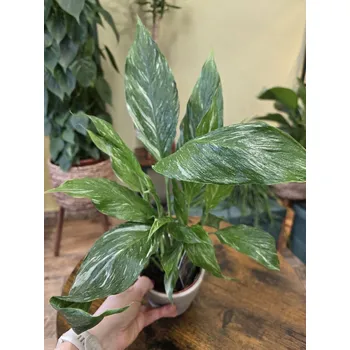 Spathiphyllum Diamond
