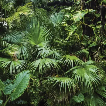 Fototapeta Fototapeta do Kuchyně OMYVATELNÁ Džungle NA MÍRU