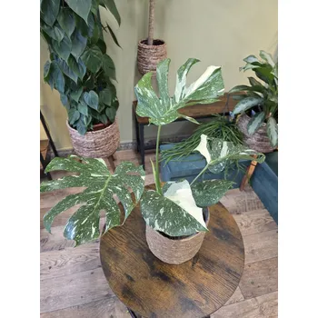 Monstera Thai Constellation XL