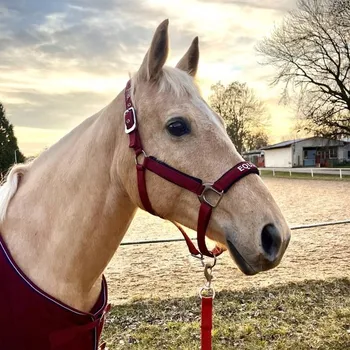 Ohlávka QHP&EQS Deluxe