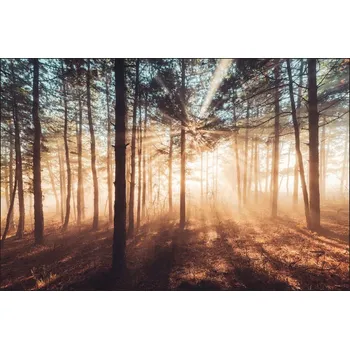 Fototapeta Fototapeta na zeď Slunce LES v mlze 3D 135x90