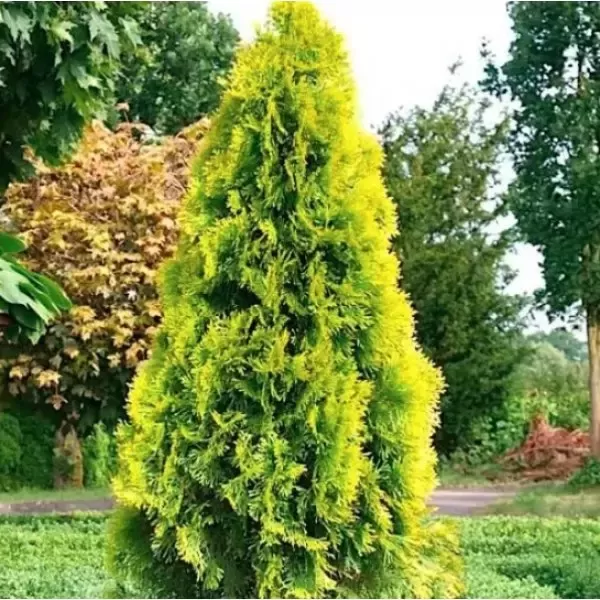 Thuja occidentalis 'Smaragd' 40-60 C2L