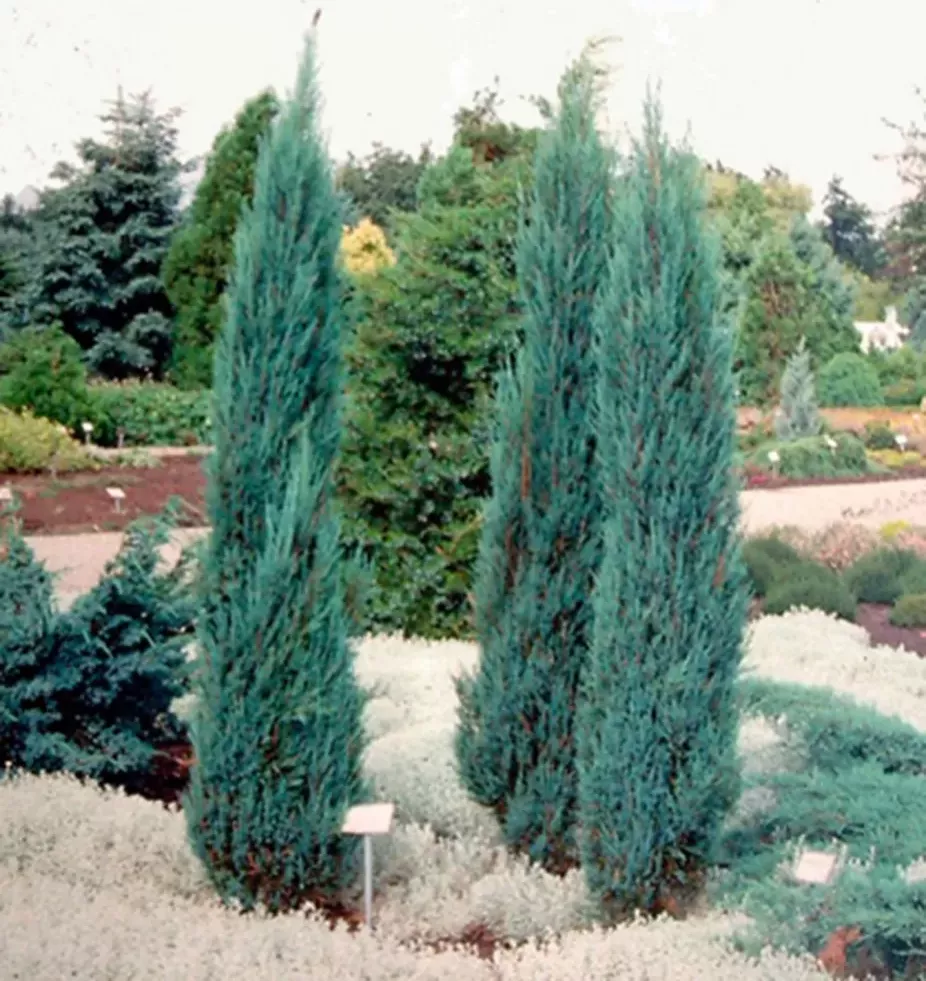 Juniperus scop. Blue Arrow 40-60 C2L