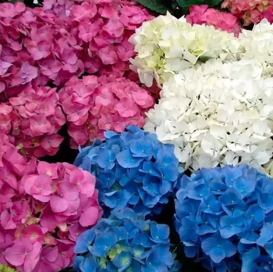 Hydrangea macrophylla 'MIX BAREV 30-40 C5L - hortenzie