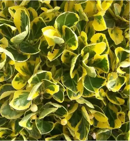 Euonymus jap. 'Aureomarginatus' 20-25 C2L