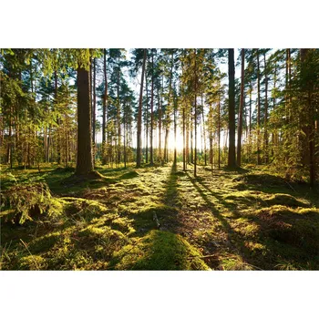 Fototapeta Fototapeta LES STROMY PŘÍRODA Do Ložnice 368x254